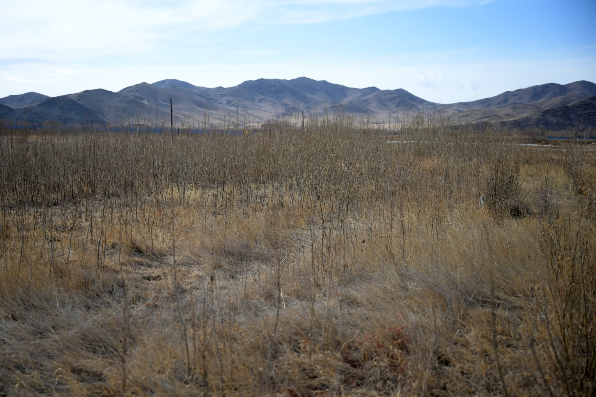 Ө.Магсаржав: Бургас 2-5 жилийн дотор 4-5 метр ургадаг